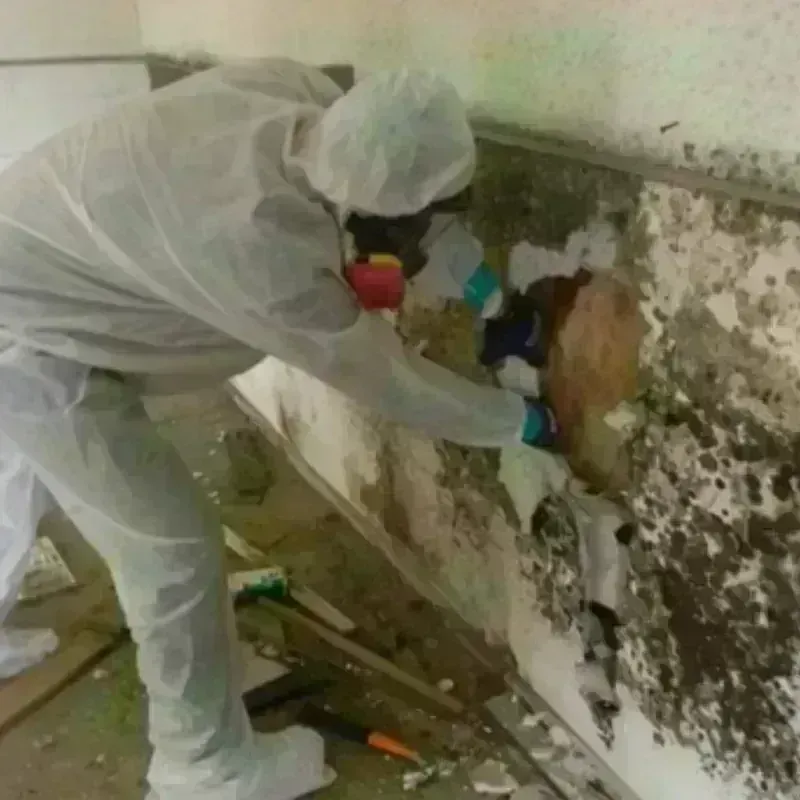 Mold Remediation and Removal in Homer, GA